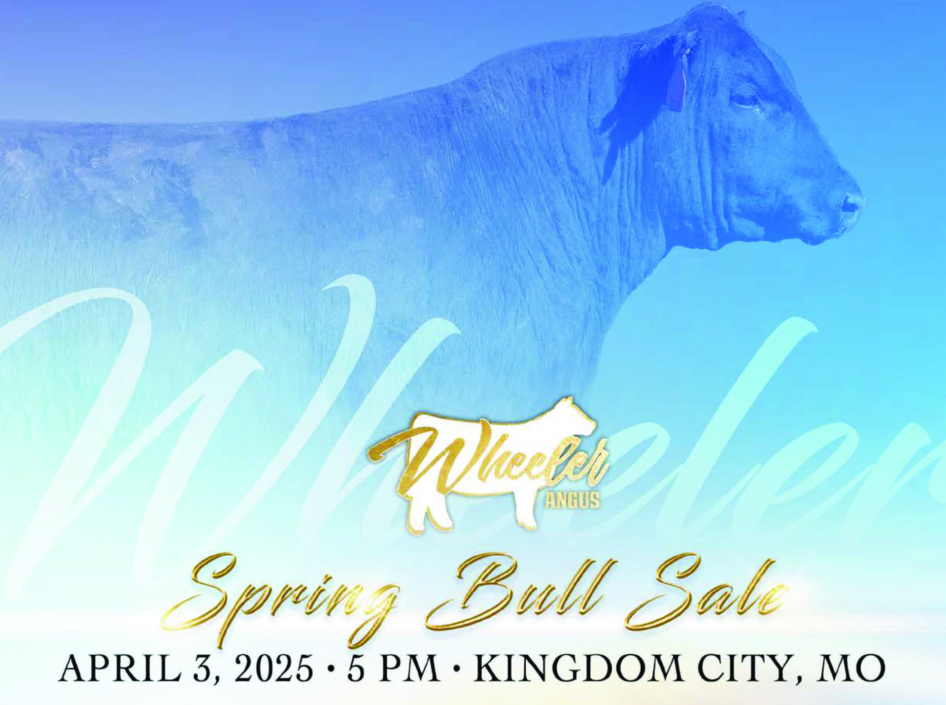 Wheeler Angus Spring Bull Sale